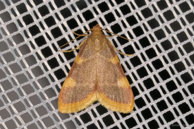 Hypsopygia costalis - szénailonca