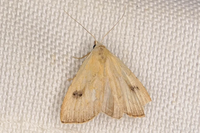 Rivula sericealis - selymes lórombagoly