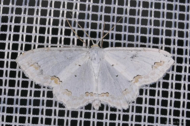 Scopula ornata - díszes fehéraraszoló