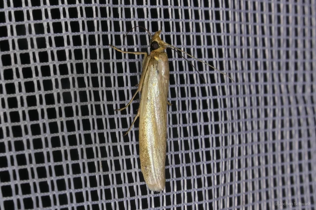 Selagia argyrella - ezüstös karcsúmoly