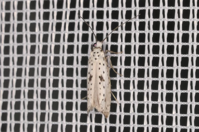 Yponomeuta plumbella - pókhálós bengemoly