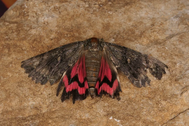 Catocala sponsa - tölgyfa-övesbagoly