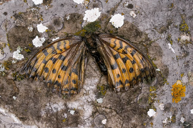 Argynnis adippe - ezüstös gyöngyházlepke