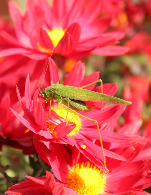 Phaneroptera nana - pontozott repülőszöcske