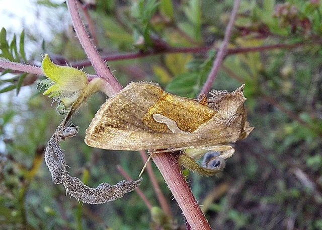 Macdunnoughia confusa - cseppfoltos ezüstbagoly
