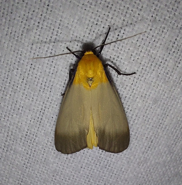 Lithosia quadra - négypettyes zuzmószövő