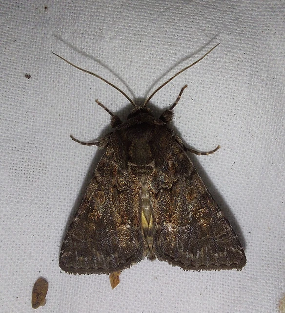 Thalpophila matura - fakó erdeibagoly