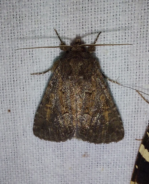 Thalpophila matura - fakó erdeibagoly