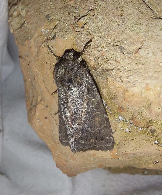 Thalpophila matura - fakó erdeibagoly