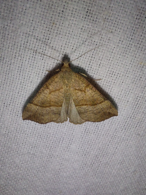 Hypena proboscidalis - ormányos karcsúbagoly