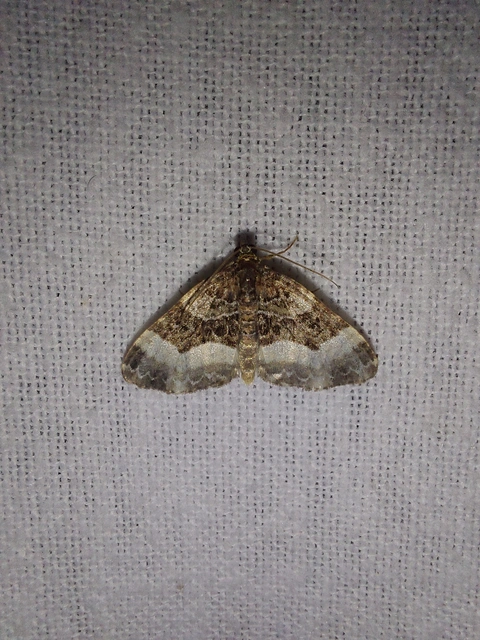 Euphyia unangulata - fogassávú tarkaaraszoló