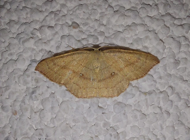 Cyclophora linearia - vonalas pettyesaraszoló