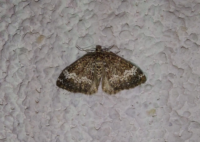 Perizoma alchemillata - árvacsalán-araszoló