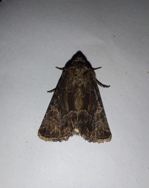 Thalpophila matura - fakó erdeibagoly