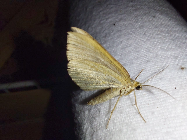 Angerona prunaria - sárga kökényaraszoló