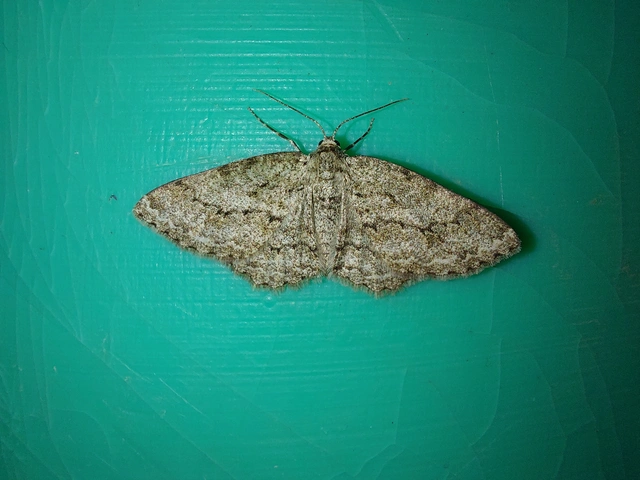 Ectropis crepuscularia - avararaszoló