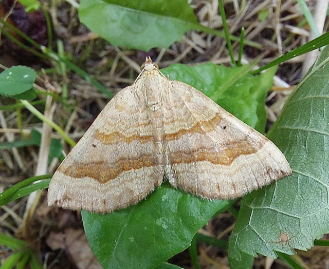 Scotopteryx chenopodiata - libatop-araszoló