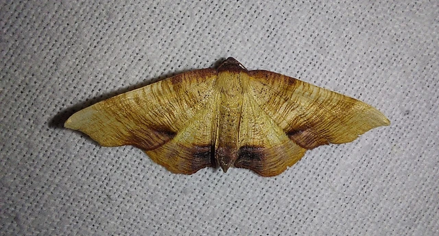 Plagodis dolabraria - baltaszárnyú araszoló