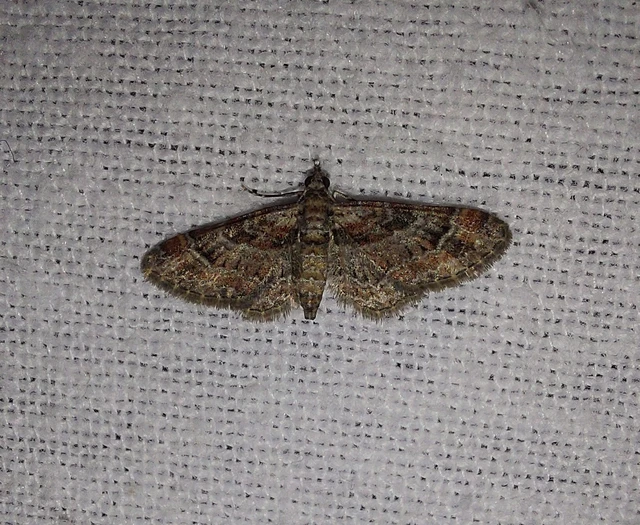 Gymnoscelis rufifasciata - vöröscsíkos törpearaszoló
