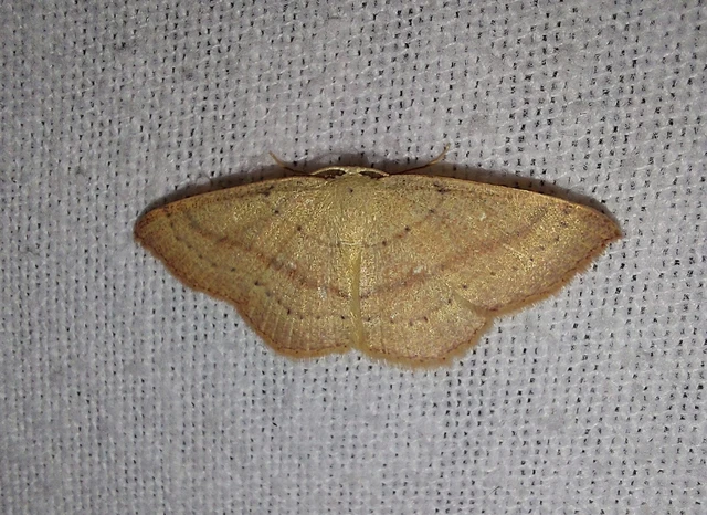 Cyclophora linearia - vonalas pettyesaraszoló