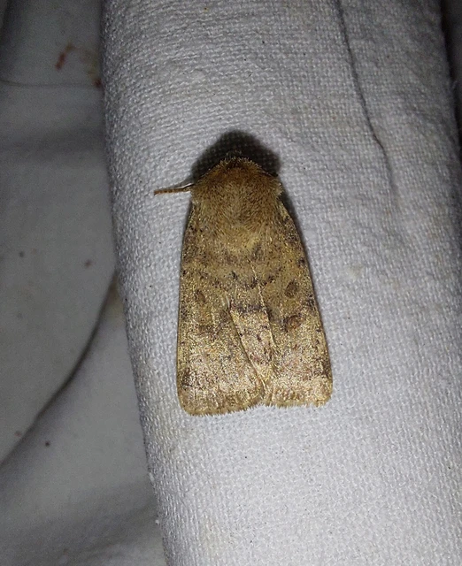Hoplodrina octogenaria - barna selymesbagoly