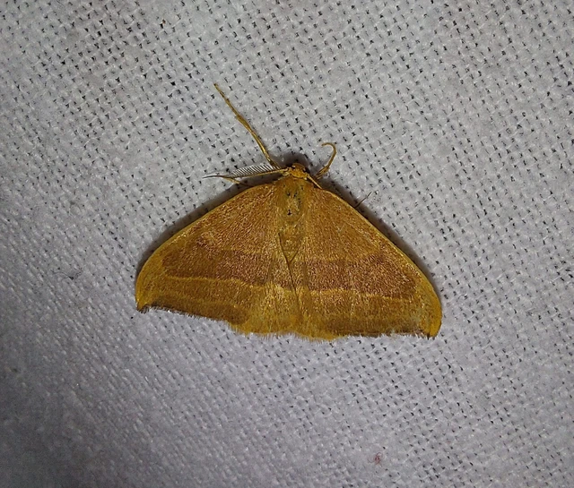 Watsonalla cultraria - bükkfa-sarlósszövő