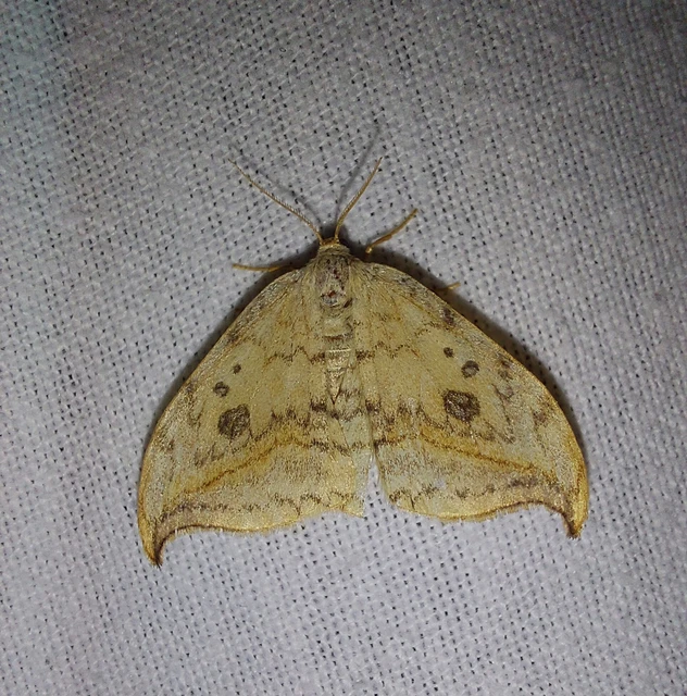 Drepana falcataria - nyárfa-sarlósszövő