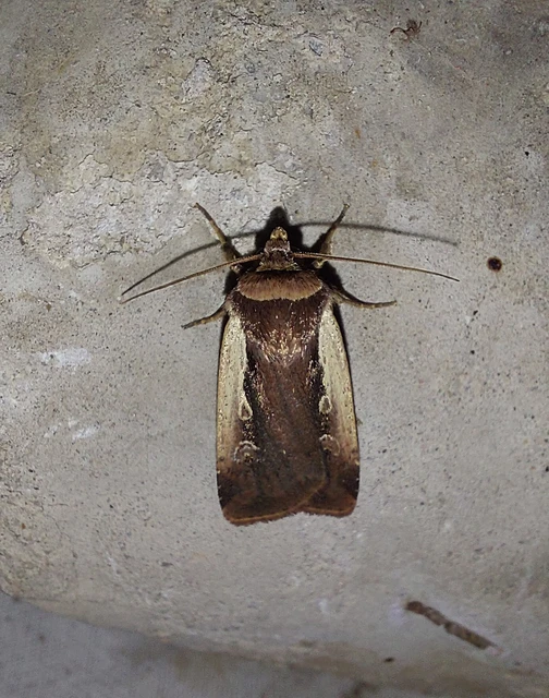 Ochropleura plecta - fehérszegélyű fűbagoly
