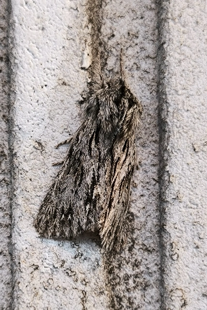 Asteroscopus sphinx - csillagnéző bundásbagoly