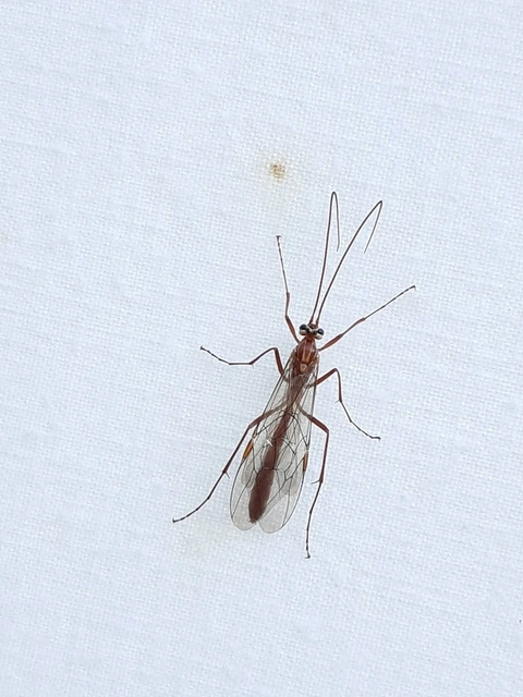 Ophion