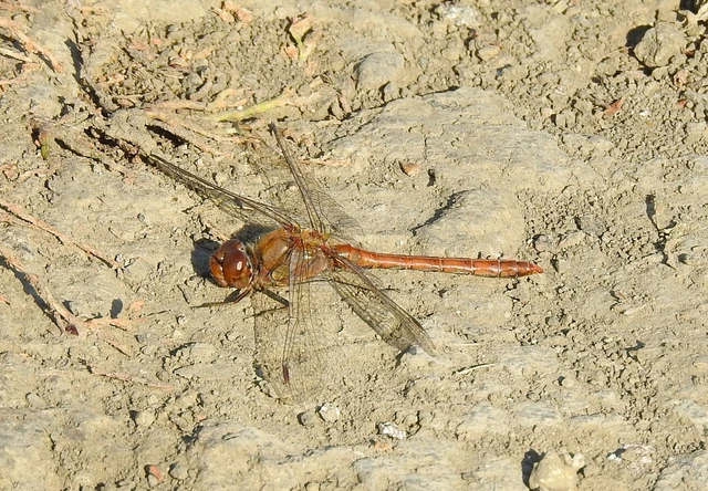 Sympetrum striolatum - harántsávos katona-szitakötő