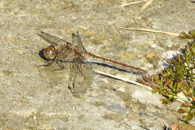 Sympetrum striolatum - harántsávos katona-szitakötő