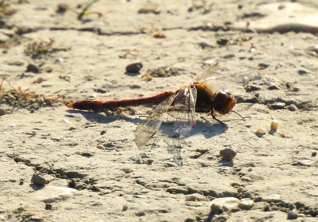 Sympetrum striolatum - harántsávos katona-szitakötő