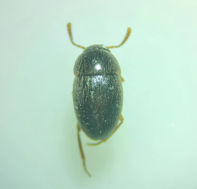 Leiodidae - pecebogárfélék Leiodidae - pecebogárfélék