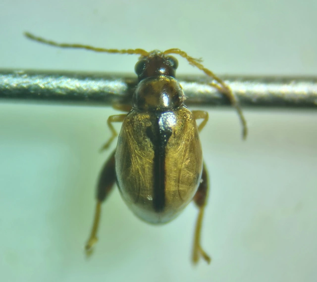 Longitarsus