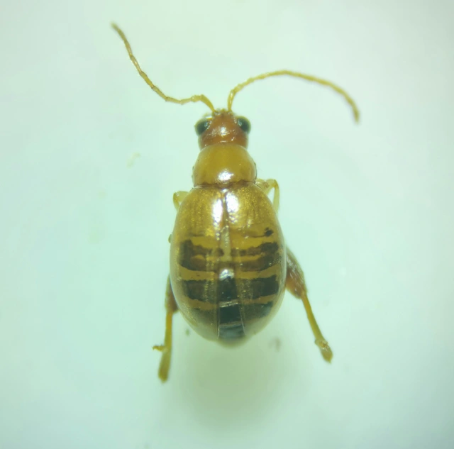Longitarsus