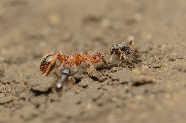 Tetramorium