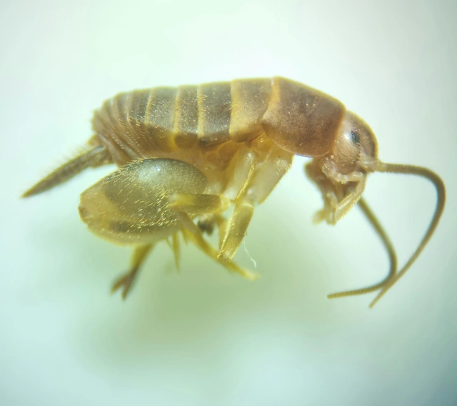 Myrmecophilus acervorum - közép-európai hangyásztücsök