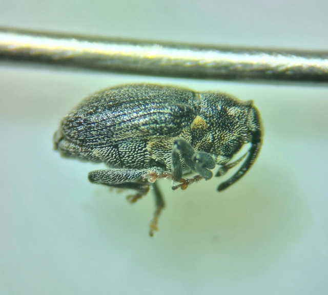 Ceutorhynchus assimilis - repcegyökér-ceutormányos