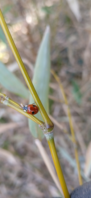 Adalia bipunctata - kétpettyes katica