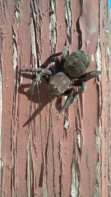 Eresus Eresus