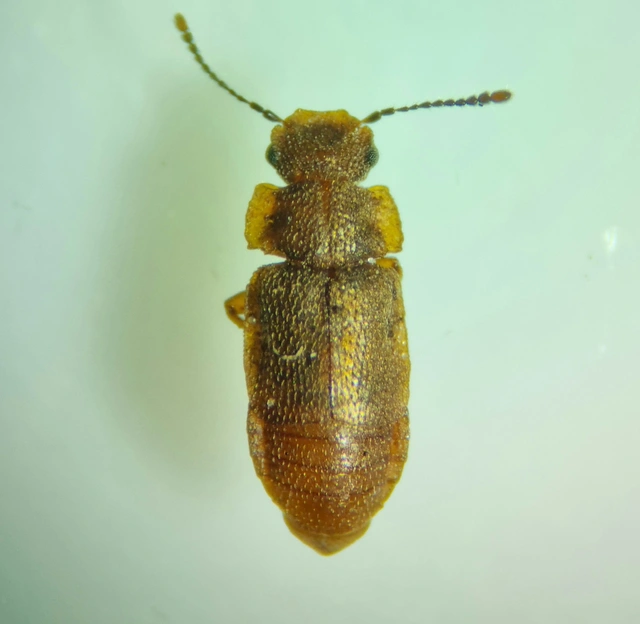 Metopsia similis - pajzsos sutaholyva