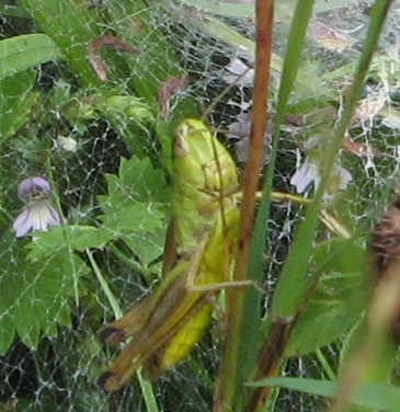 Pseudochorthippus parallelus - közönséges rétisáska