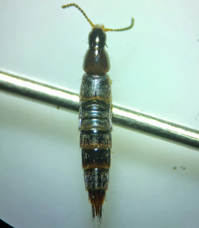 Heterothops dissimilis - keskenyfejű egérholyva