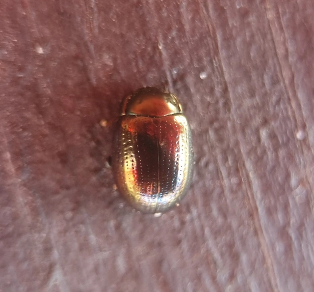 Chrysolina chalcites - homoki levelész Chrysolina chalcites - homoki levelész