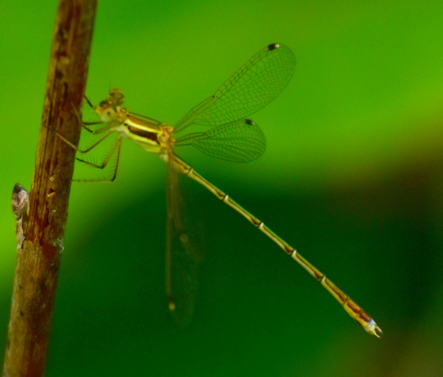 Lestes barbarus - foltosszárnyjegyű rablószitakötő