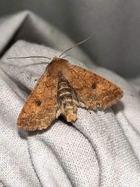 Sunira circellaris - okkersárga őszibagoly