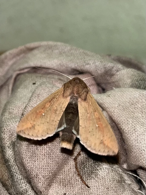 Mythimna unipuncta - hordabagoly