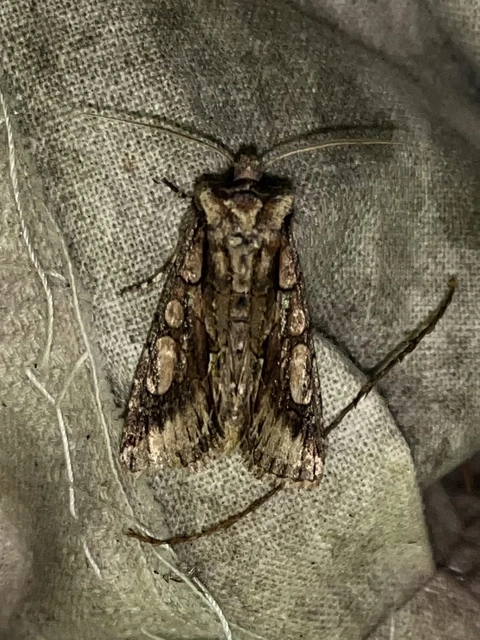 Allophyes oxyacanthae - galagonyabagoly