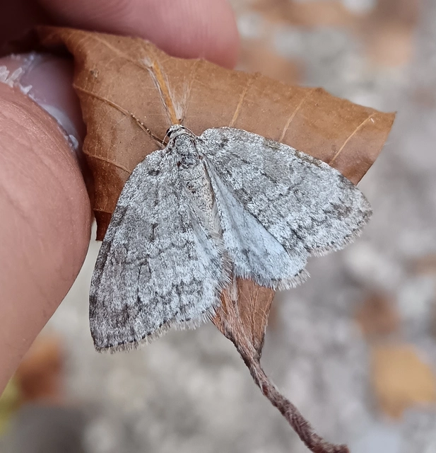 Epirrita christyi/dilutata